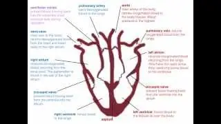 IGCSE. 2.7. The heart beat (Ms Cooper)