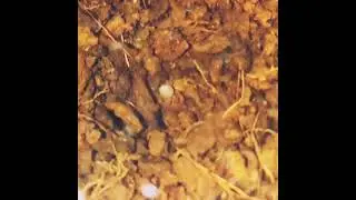 Hatching process Killifish Eggersi Red
