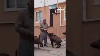 Muğla Marmaris'te anaokulunun yanındaki bah&ccedil;eye giren domuzlar