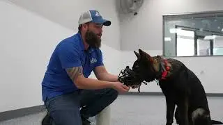How To Muzzle Condition Your Dog - DAY 2 - Adding Duration