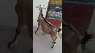 Mother Goat crying for her kid