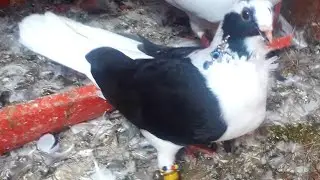 Güvercine küpe nasıl takılır  bilenzik (takım) nasıl takılır