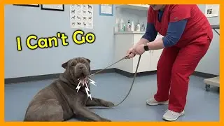 Dog At Vet Refuses To Move Once The Checkup Starts 😳