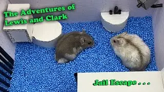 🐹 Hamsters Escape the Creative Jail Maze 🐹 Creative Maze for Pets in real life