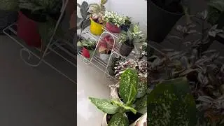 Best Low Light Indoor Plants 🪴✨|#actingchallenge