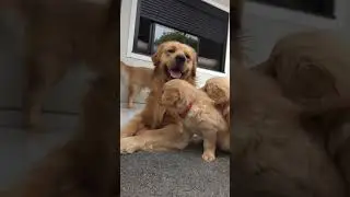 🦮🦮🦮#dogs #tamil #dubbing #dogcomedy #doglife #love #pets #workout #viralshow