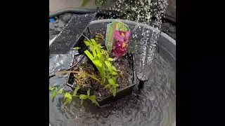 Biling Solar Fountain Review - Great Pond Pump