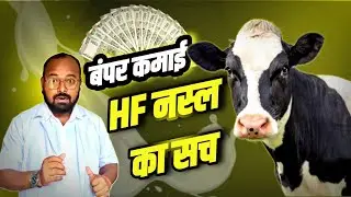 डेयरी फार्म के लिए सबसे अच्छी गाय । How to start Cattle farming