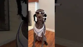 El perro Snoop Dogg