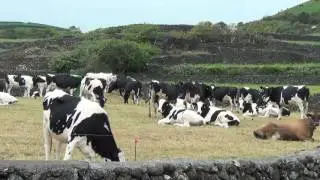 TERCEIRA 2017