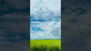 Cambodia&rsquo;s Rice Field View  #ទេសភាពវាលស្រែ