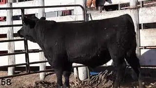 Lot 58 - AK South Dakota N246