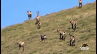 Dhit e Egra n&euml; Bjeshk&euml;t e Sharrit #wildlife #goat #dhiteegra #chamois #mountains #nature #dhit