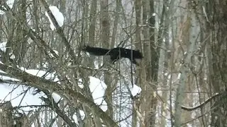 Jumping Jack & A Bird Attack! 2/2/2026; 12:10 p.m.
