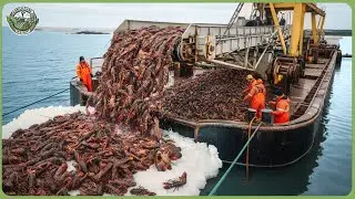The World&rsquo;s Smartest Seafood Farms &ndash; Modern Technology Helps Fishermen Harvest Millions Tons