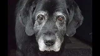 FBL Elderly Pet Confusion