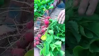 1778 🥔🍑💐🏵🌻 #nowhere #SimpleJoys #wilderme #RusticLife #farmlife
