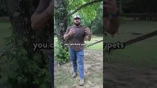 Deter FLEAS Naturally | Flea Destroyer Nematodes