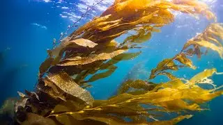 Puget Sound Kelp Research & Monitoring Work Group - October 12, 2022