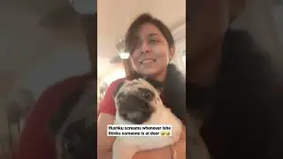 Hushku the pug screaming #pug #scream #pughowling