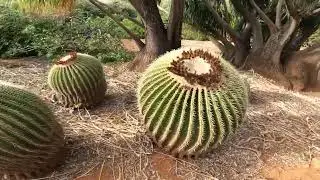 Olivine crystals at Koko Crater, & Portlock + the Cactus Gardens in Koko Crater & KCC.