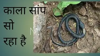 काला सांप सो रहा है||Bleck Snake Sleeping|#viralvideo #Sunil entertainment @786@