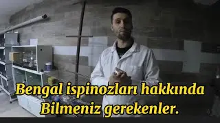 Bengal İspinozlar nasıl yetiştirilir ? Bengal ispinozu hakkında #Bengalispinozu #kanaryadünyası