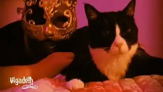 Vigadeth - A Pinch of Toccamy