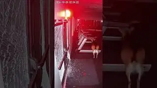 Goat Breaks Into Gym at 2AM  Real CCTV Footage 2024 🐐💪😂