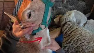 Drawing Blood from Small Ruminants Sheep and Goats with no equipment