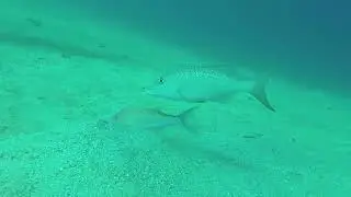 Gold-saddle goatfish & Smalltooth emperor - Coral Garden near Safaga (Egypt) 19-2-2017