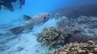tioman underwater | this dive spot is insane