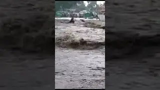 floods #shortfeed #rain #mp #mpnews