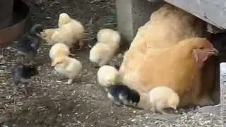 Cochin, buff hen showing bathing skills to chicks