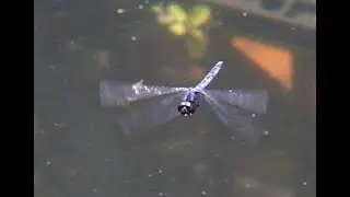 Very rare and Critically endangered dragonfly