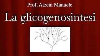 La glicogenosintesi @ProfAtzeni
