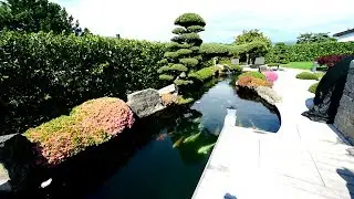 Modern Koi Blog #3223 - Traumteich mit pl&ouml;tzlich leichter Tr&uuml;bung