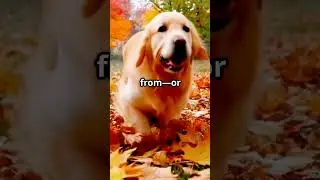 Why Dogs Tilt Their Heads: The Adorable Truth!