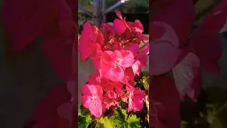 Geranium flower#garden #blooming #shorts