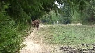 Abwurfzeit