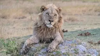 Chapter 4 Life on the Spillway, Selinda Camp, Botswana