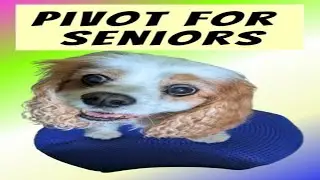 Senior Dog Care: Gentle Canine Fitness & Pivot Training on a Balance Disk