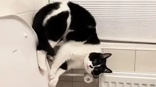 New Funniest Cats Videos 2026 😼 Try Not To Laugh 😜#1