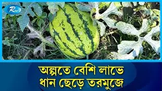 কৃষকরা ধান ছেড়ে ঝুঁকছেন তরমুজের দিকে | Watermelon Farming | Bangladesh Agriculture | Bhola | Rtv