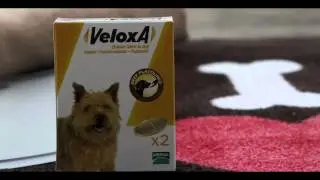 Veloxa Dog Wormer - Treat your dog with this tasty, beef flavour, one-dose chewable tablet.