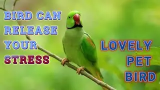 Top 7 Most Amazing Pet Birds Ever! |Bird| Pet bird
