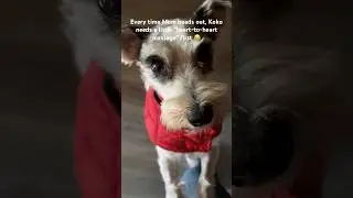 How do you help pets with separation anxiety? 🐶#puppy #pets #dogs #cute #health #food #enjoy #happy