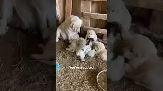 You're Adopted #dog #welovedogs #shortvideo #viralvideo #dogshorts #pets #cute #funny