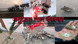 লাল কাঁকড়া বীচ থেকে কাঁকড়া ধরলাম। #lal_kakra_beach #লাল_কাঁকড়া #youtubeshorts #foryou #vairalvideo 