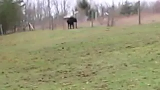 Real werewolf caught on tape in Juneau Alaska